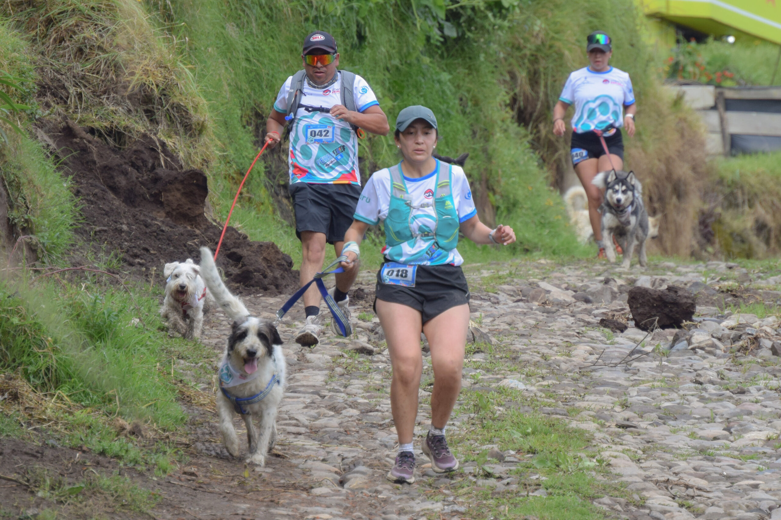 Perro Adventure - Imagen 4